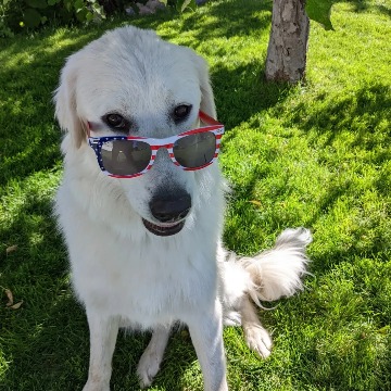A cute dog enjoying a clean yard thanks to Lawn Scoopers